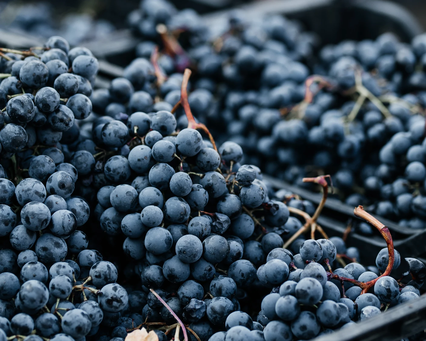 grape-based beverages